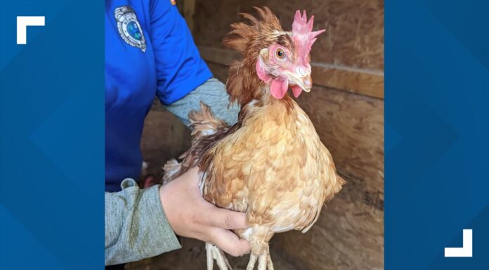 60 Arrested in Illegal Cockfighting Ring—Only 5 Were Americans